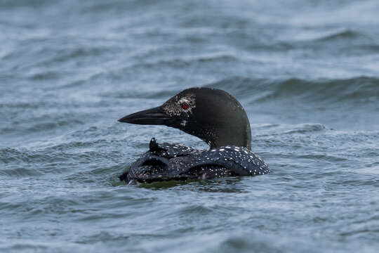 Image of loons