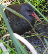 Image of African Rail