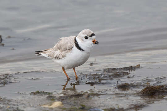 Image of Piping Plover