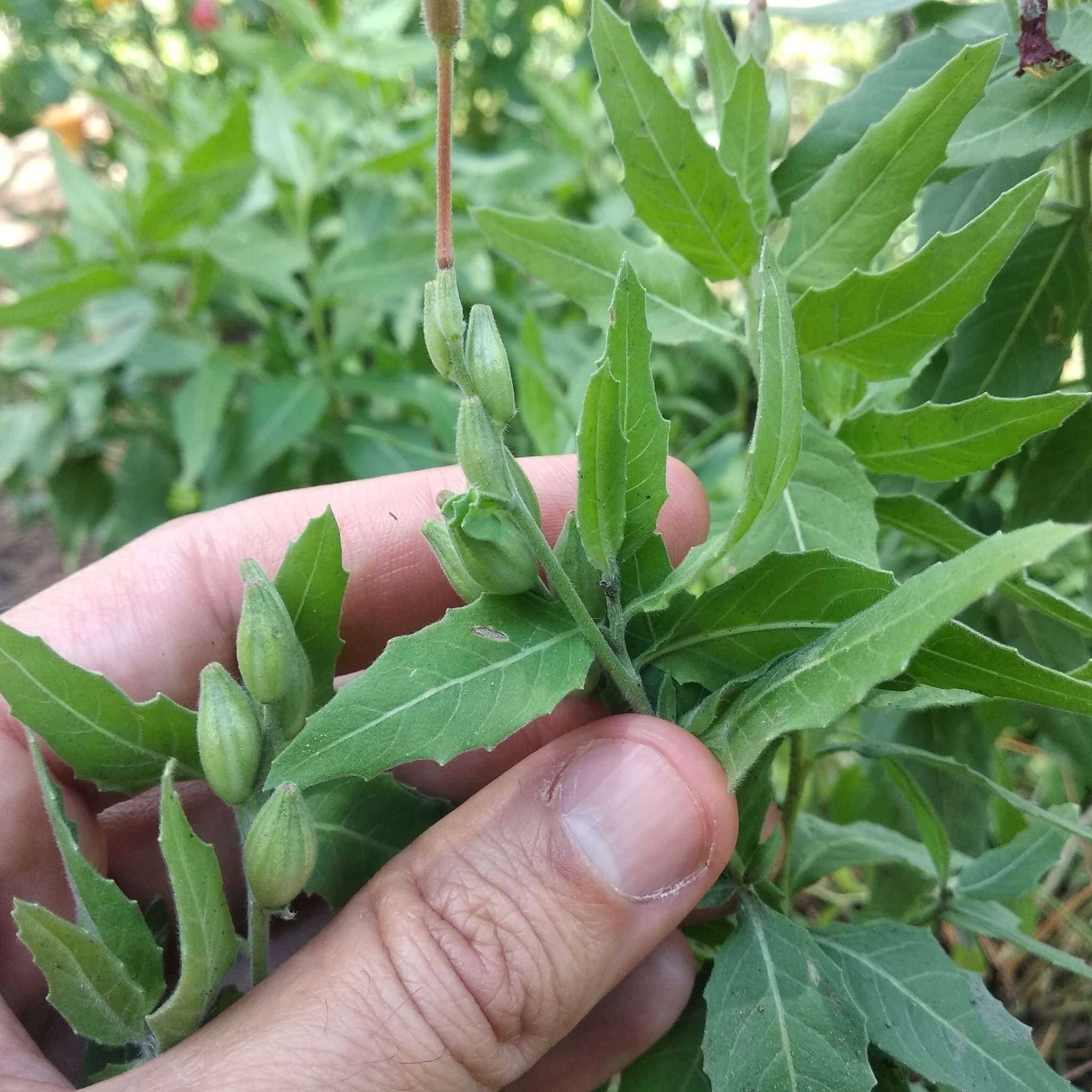 Imagem de Oenothera anomala Curt.