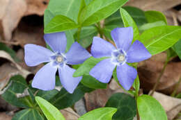 Image of Common Periwinkle