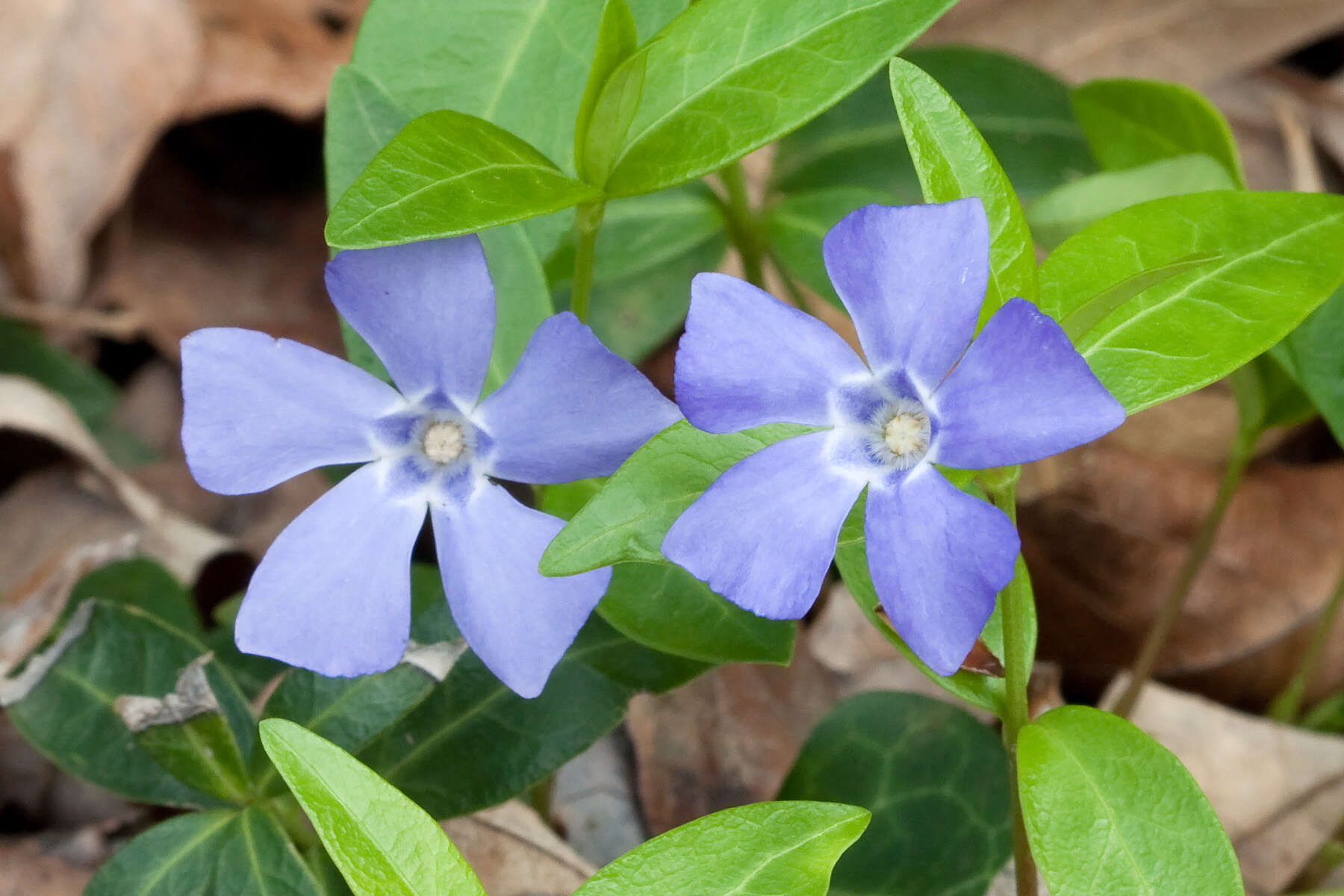 Image of Common Periwinkle