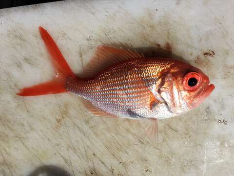 Image of Eastern nannygai