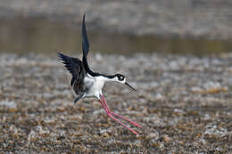 Image of Himantopus Brisson 1760