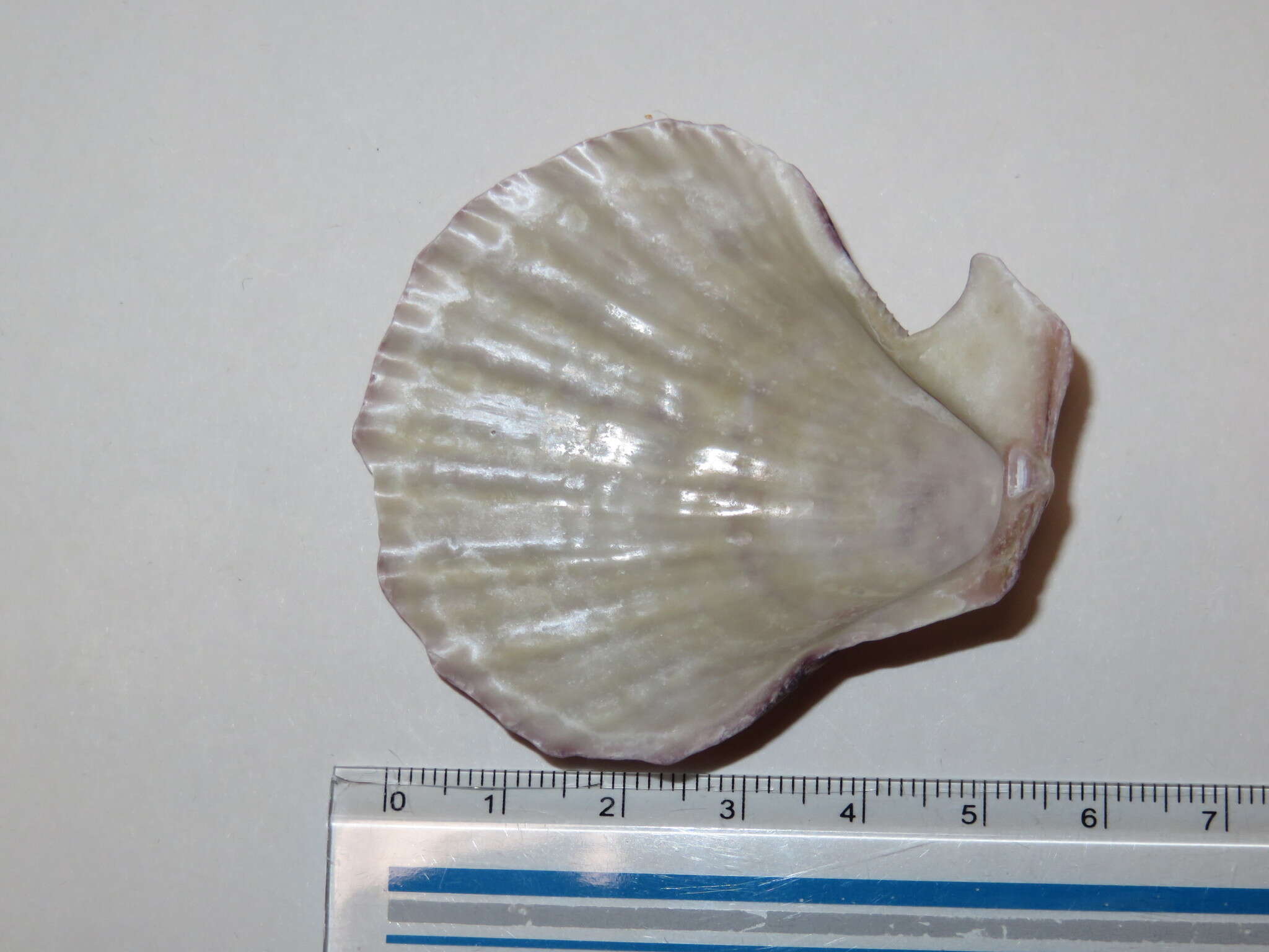 Azumapecten farreri (Jones & Preston 1904) resmi