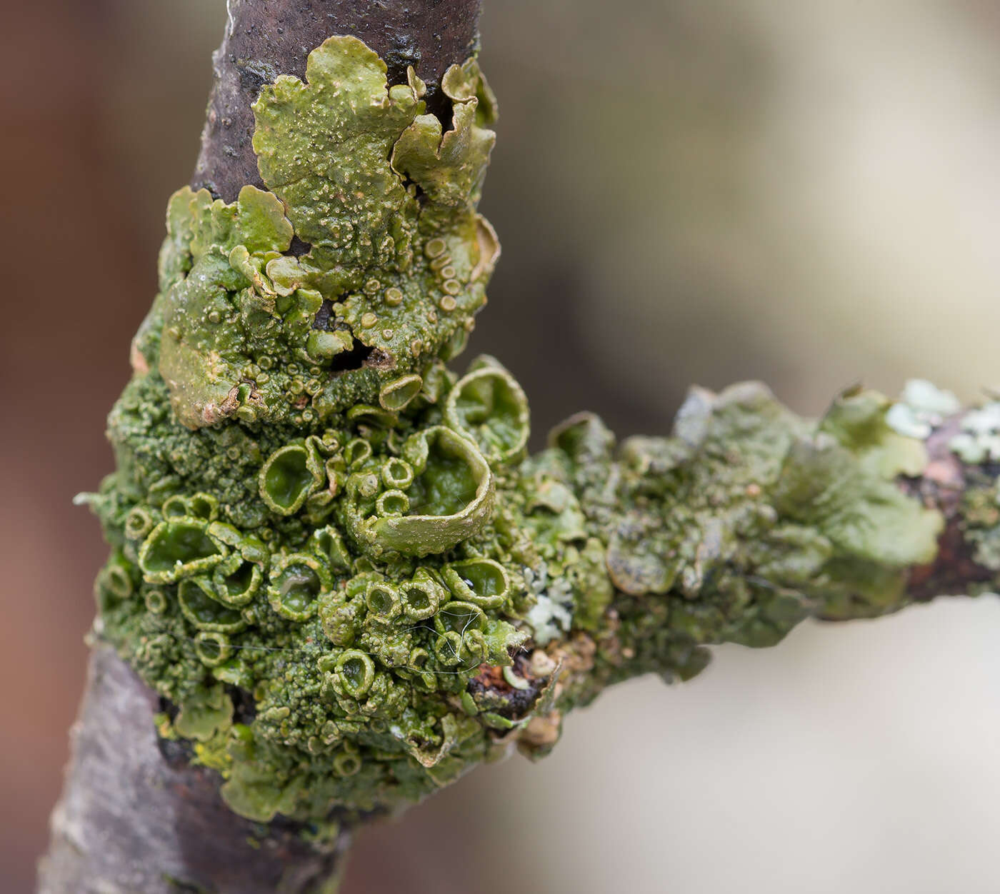 Image of melanelia lichen