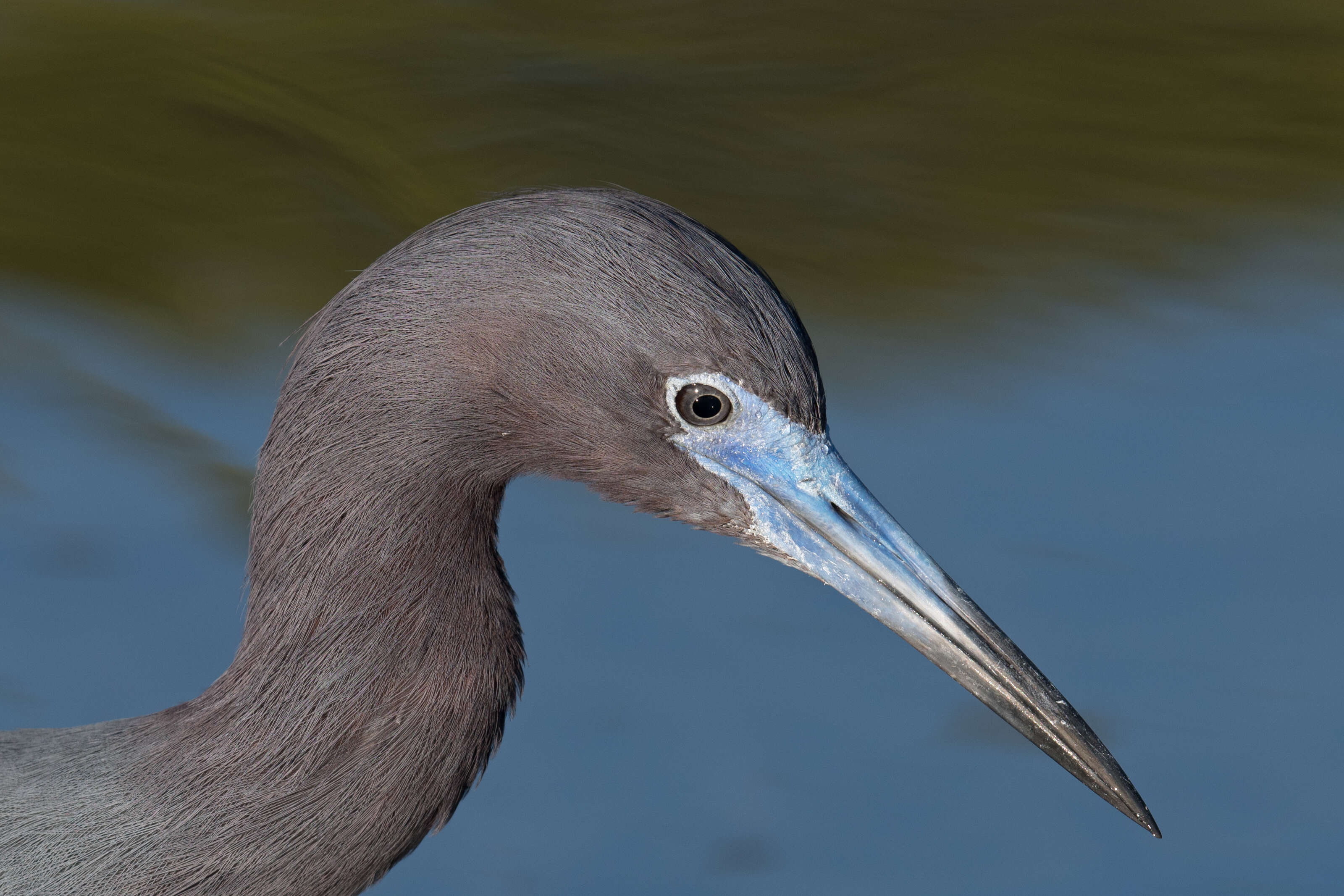 Image of Little Blue Heron