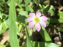 Image of Coastal Rose-Gentian