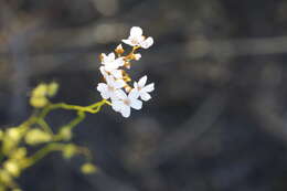 Image de Drosera myriantha Planch.