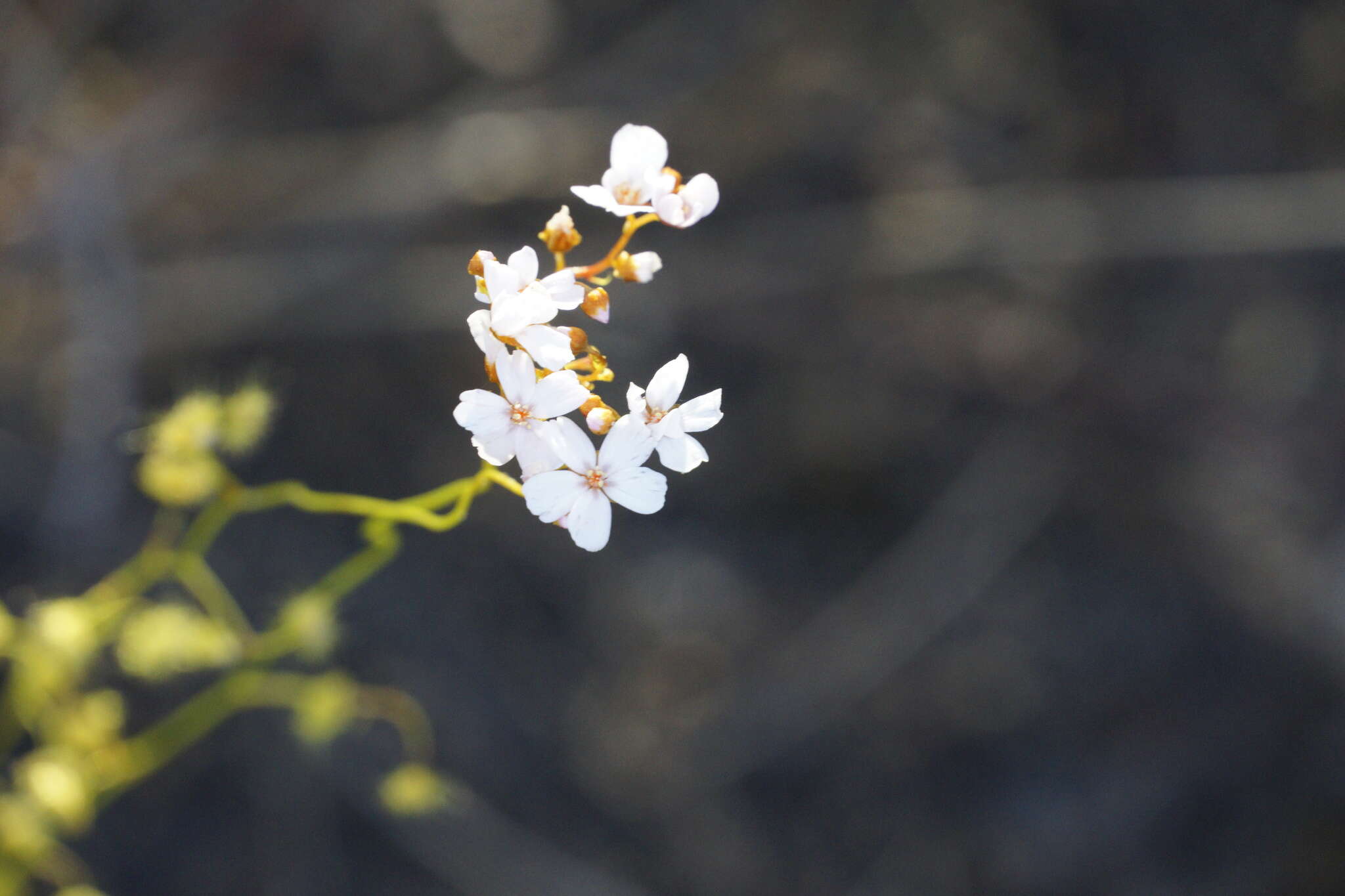 Image de Drosera myriantha Planch.