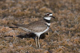 Image of Killdeer