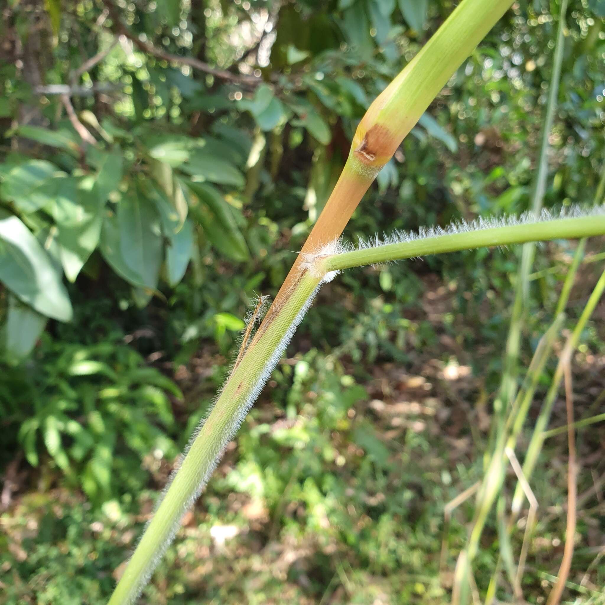 Imagem de Andropogon gayanus Kunth