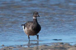 Image of Grey-bellied Brent Goose