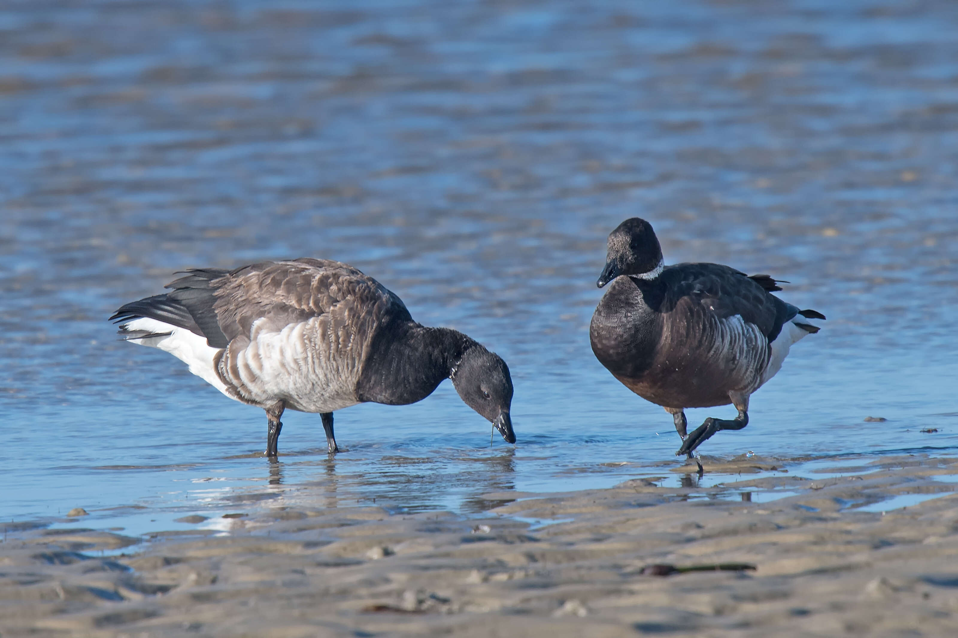 Image of Grey-bellied Brent Goose