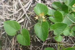 Image of Anisotoma cordifolia Fenzl