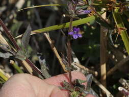 Image of Stemodia durantifolia var. durantifolia