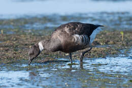 Image of Grey-bellied Brent Goose