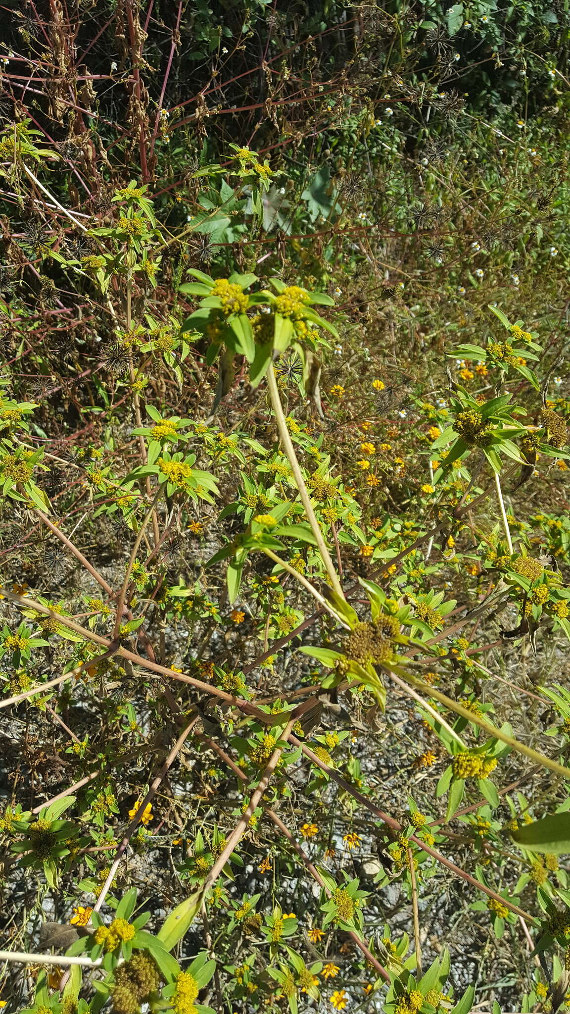 Image of clustered yellowtops