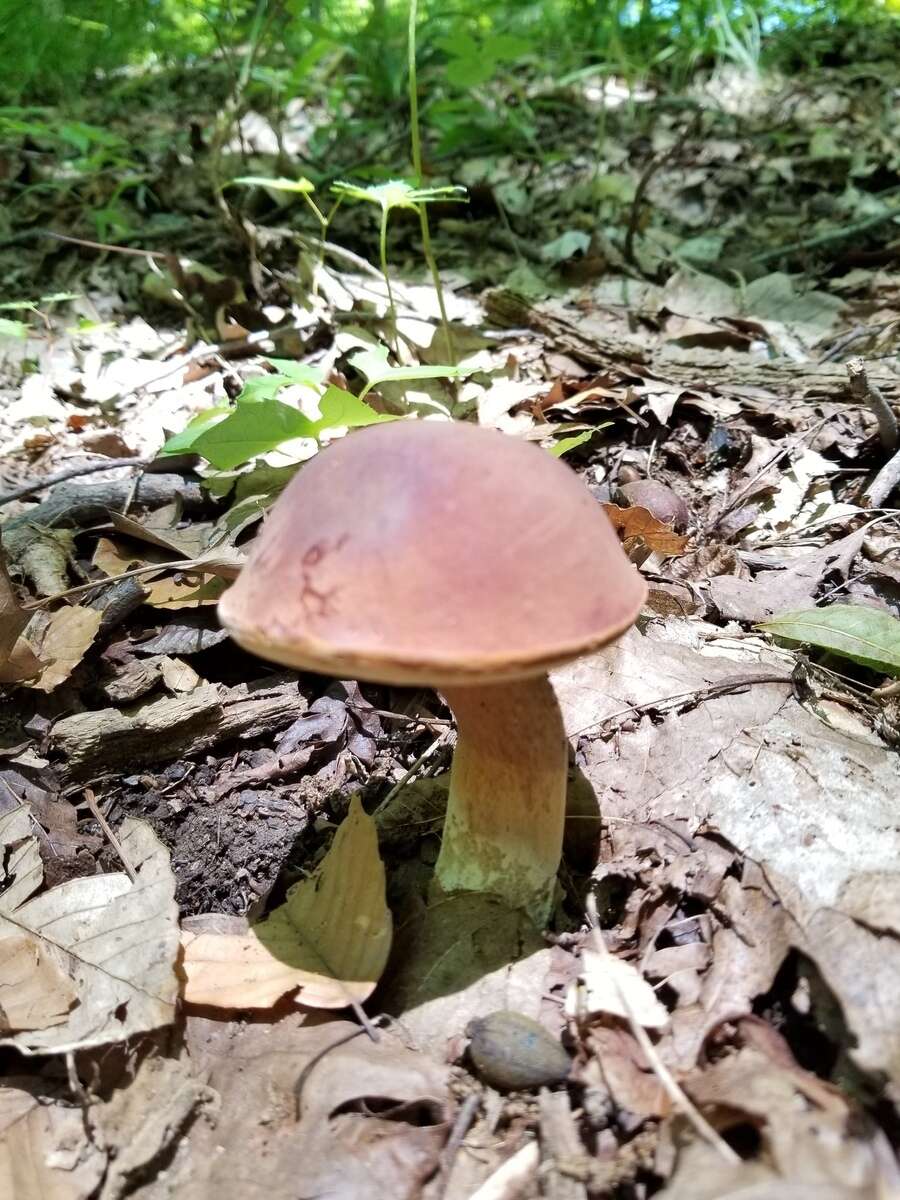 Imagem de Tylopilus badiceps (Peck) A. H. Sm. & Thiers 1971