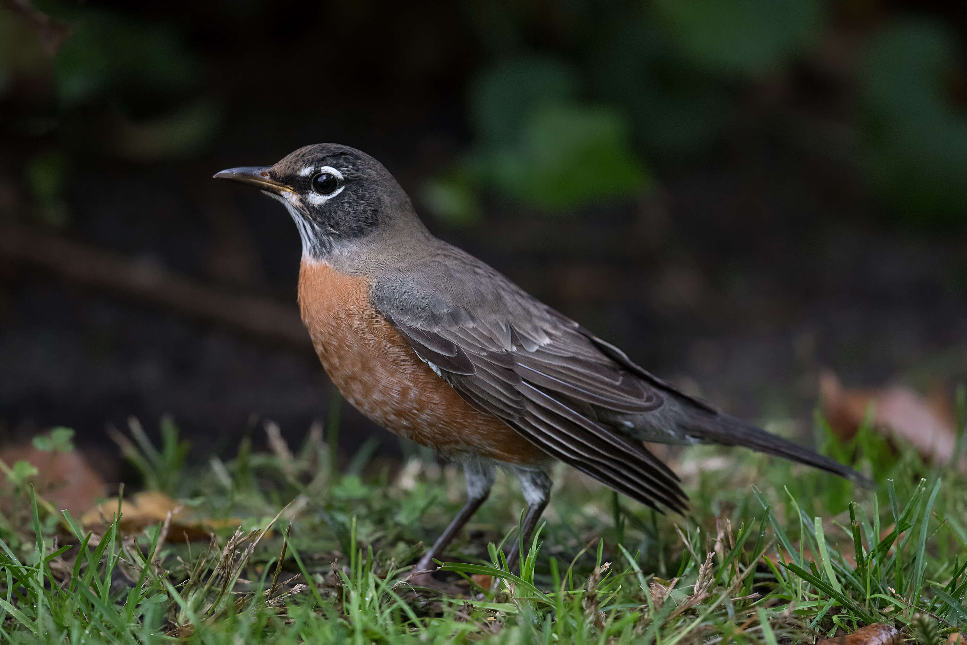 Image of American Robin