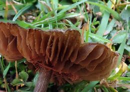 Image of Entoloma perzonatum E. Horak 1973