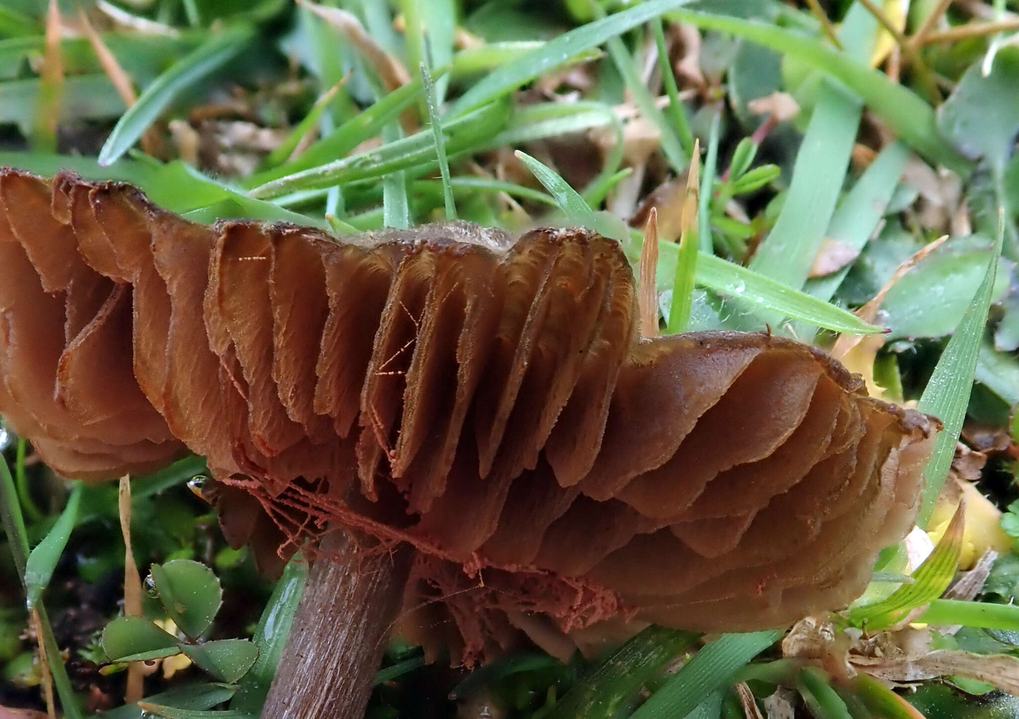 Image of Entoloma perzonatum E. Horak 1973