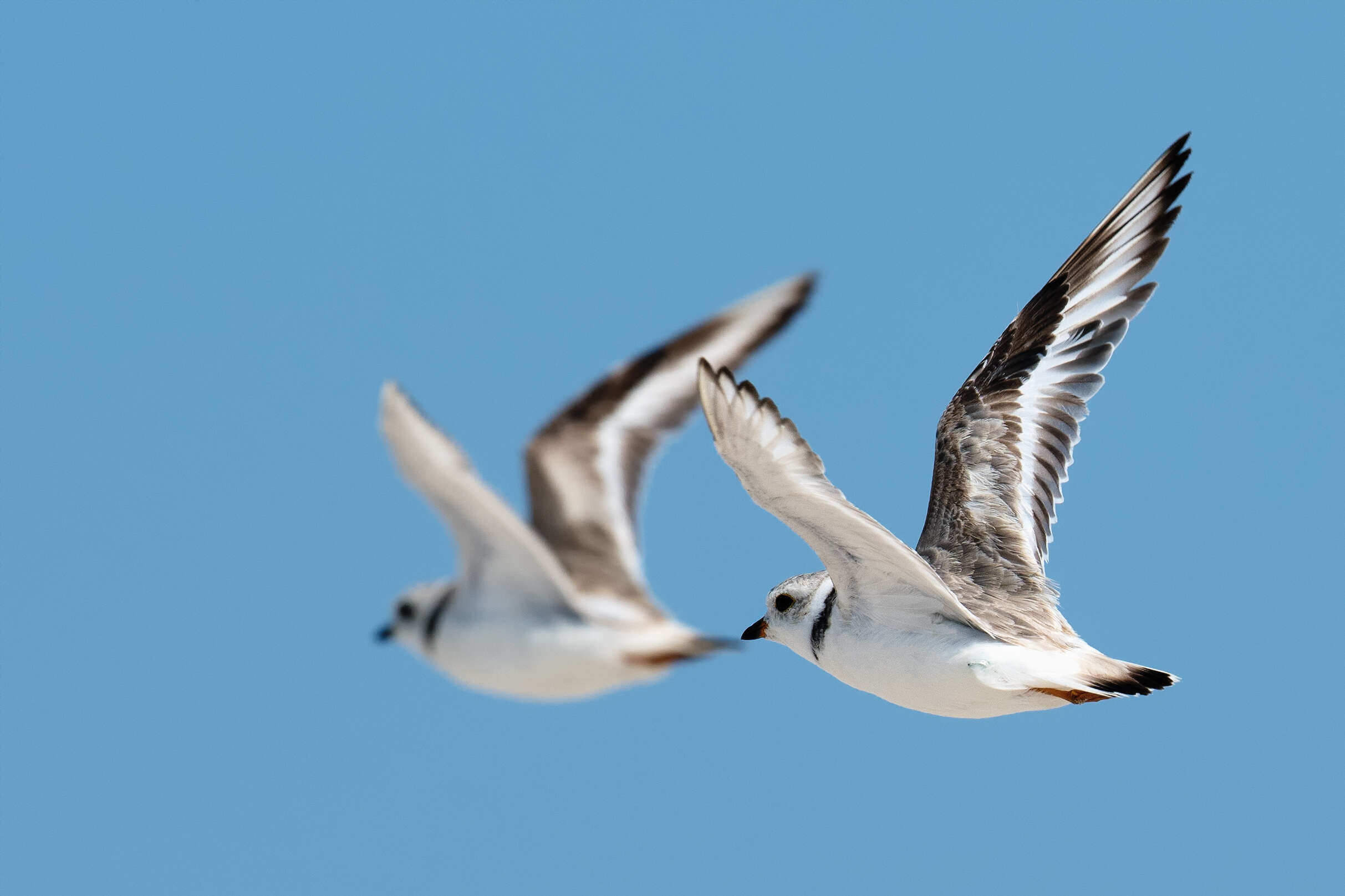 Image of Piping Plover