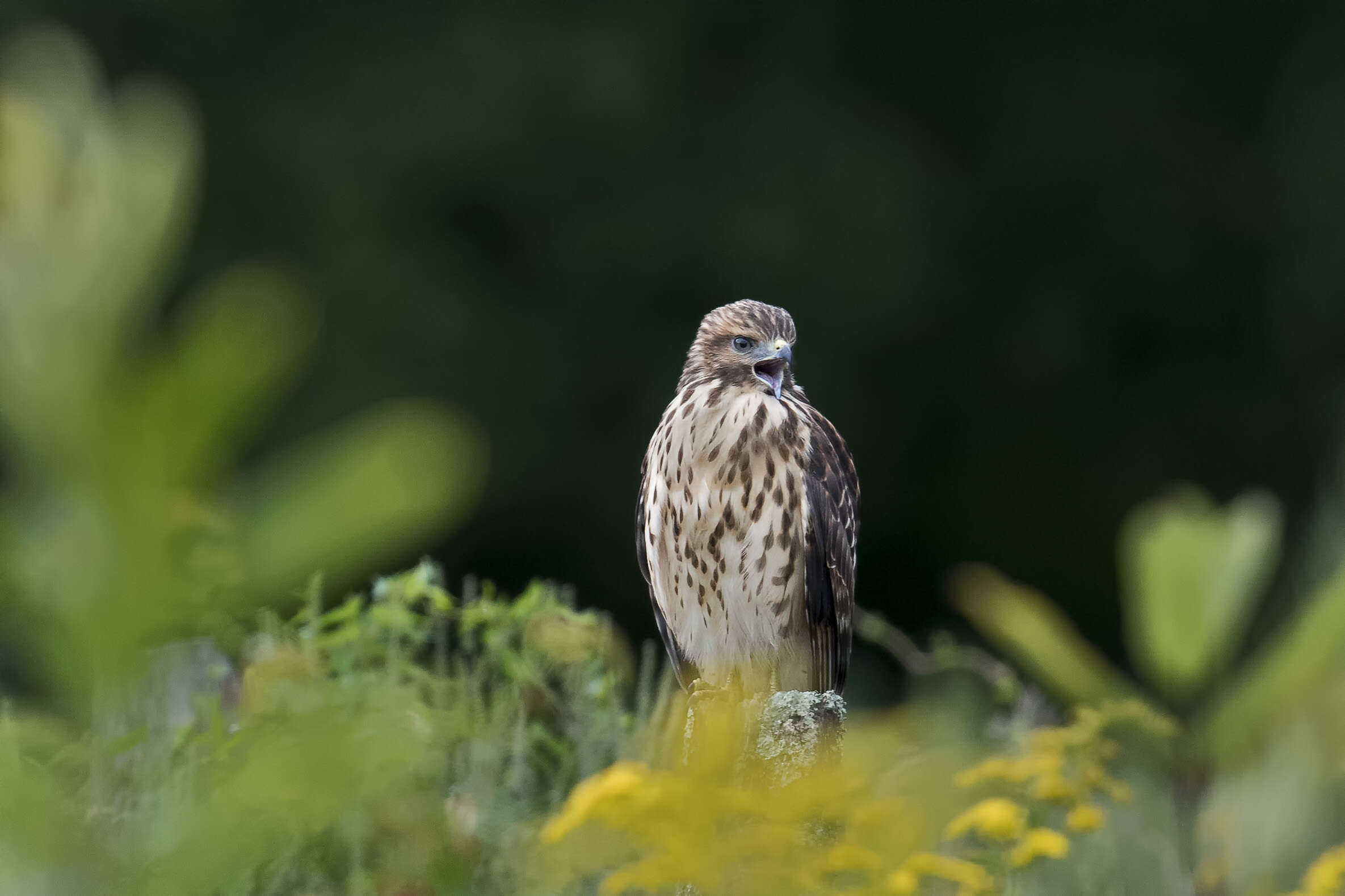 Plancia ëd Buteo platypterus (Vieillot 1823)