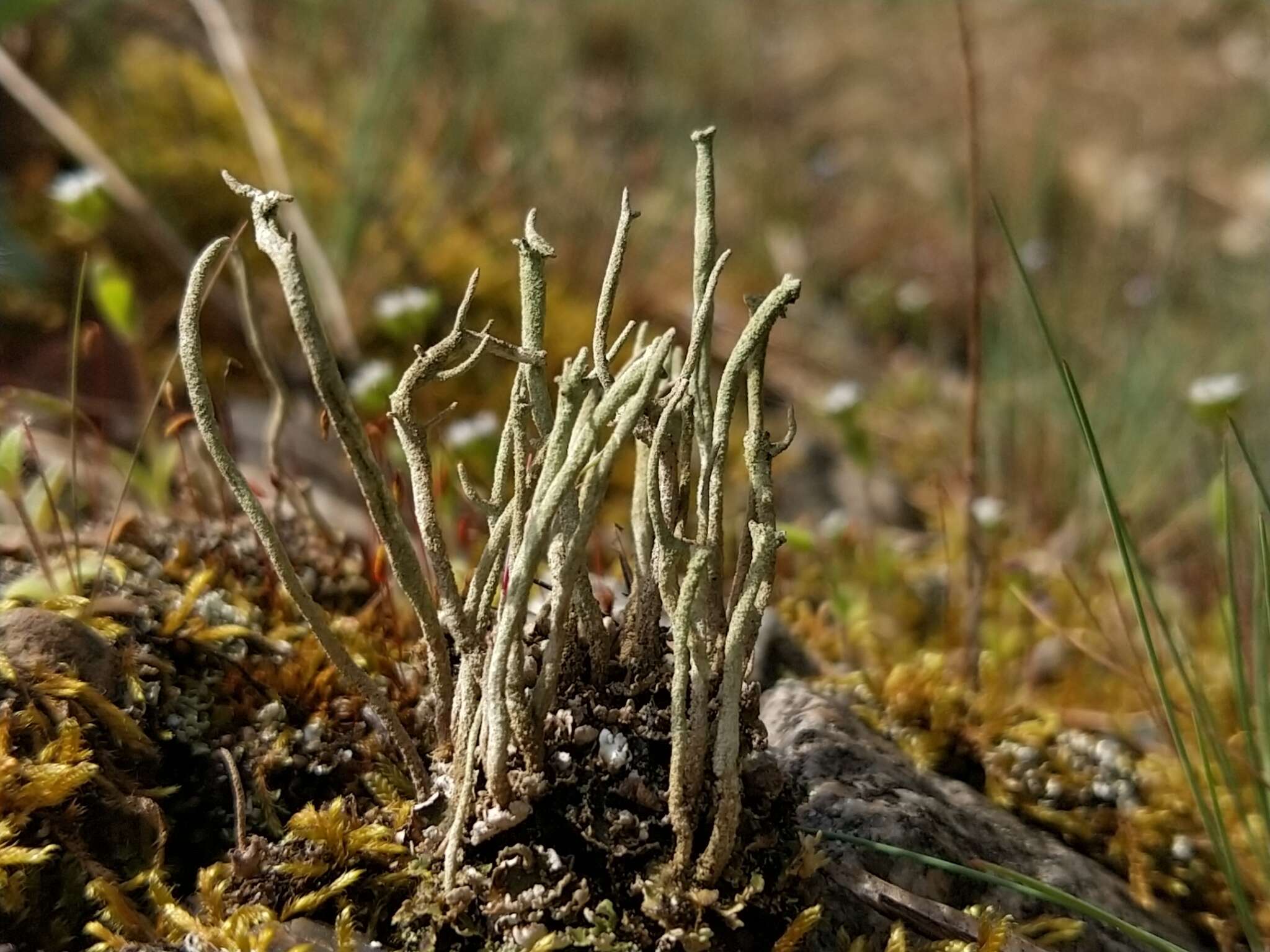 Image of cup lichen