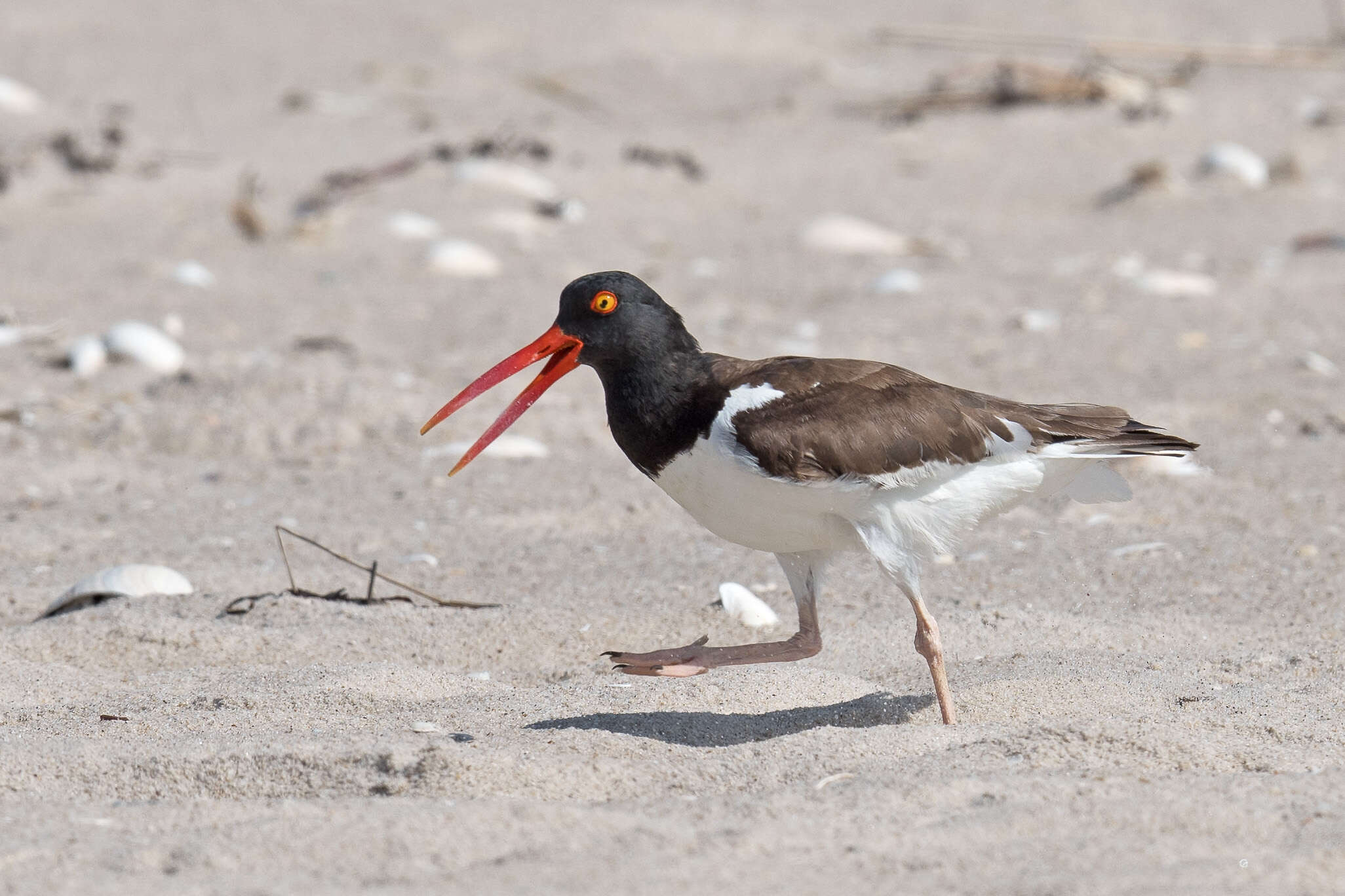 Image of American Oystercatcher