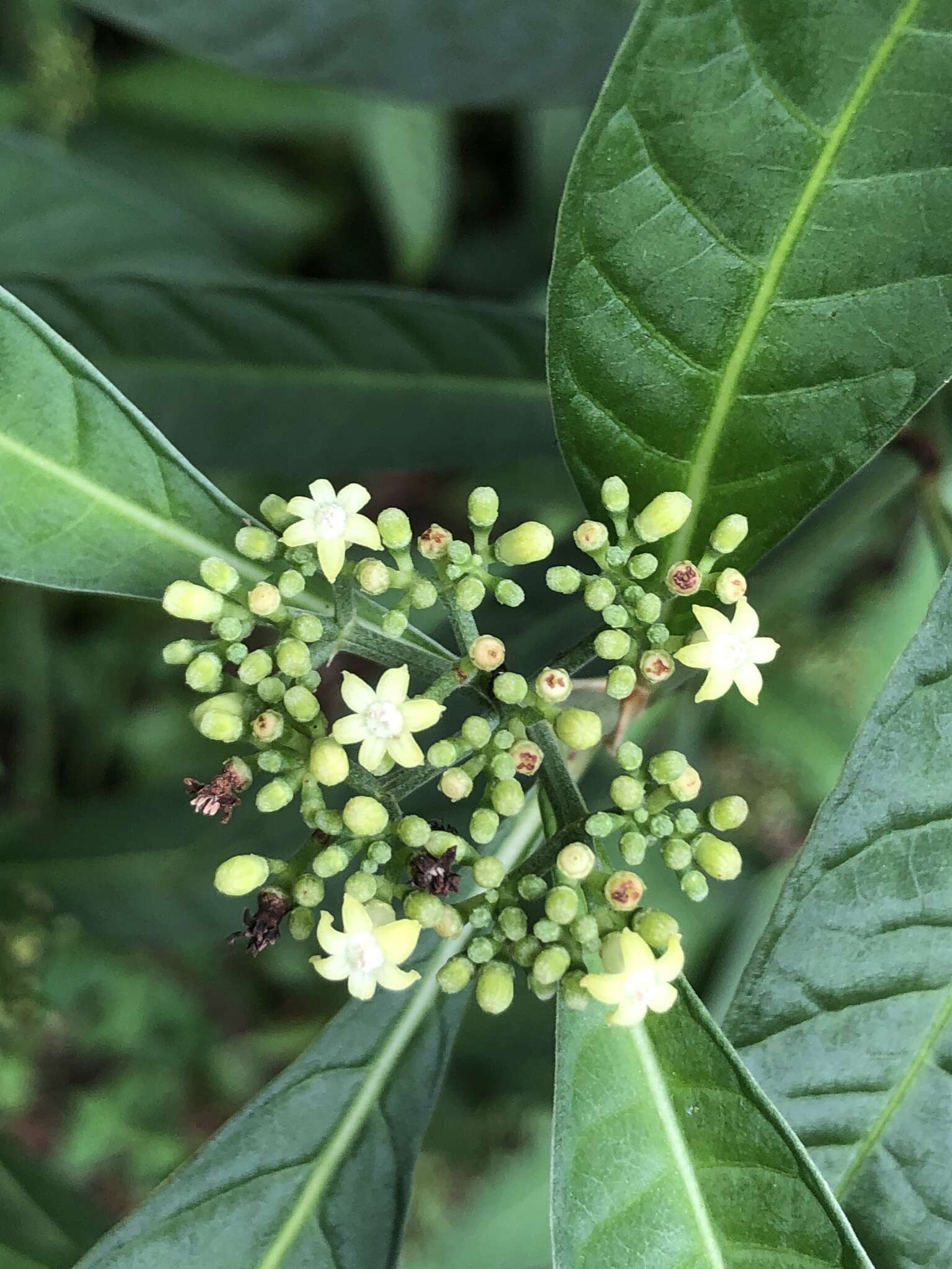 صورة Psychotria tenuifolia Sw.