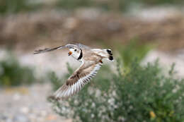 Image of Piping Plover