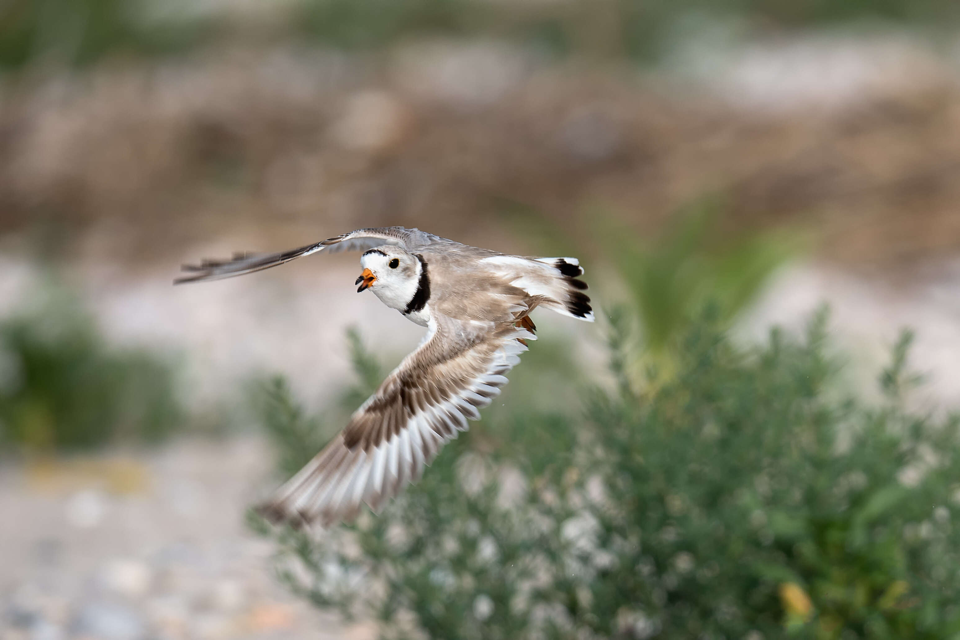 Image of Piping Plover