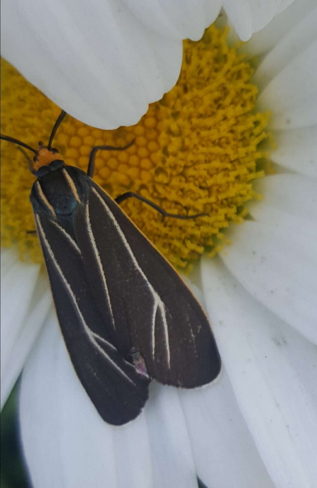 Image of Ctenucha cressonana Grote 1863