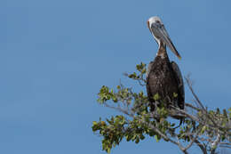 Image of Brown Pelican