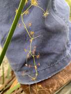 Image of Drosera erythrogyne N. Marchant & Lowrie