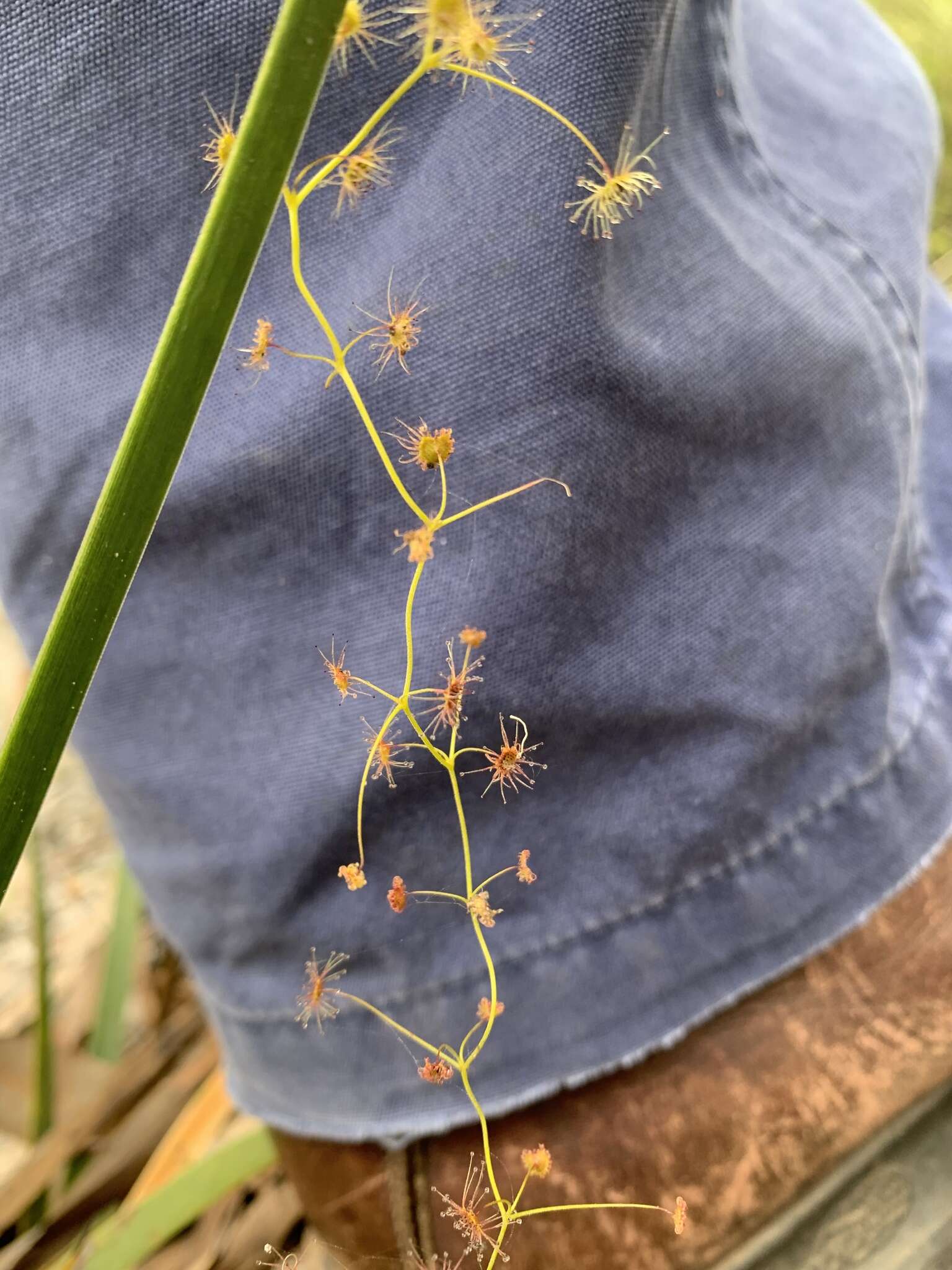 Image of Drosera erythrogyne N. Marchant & Lowrie