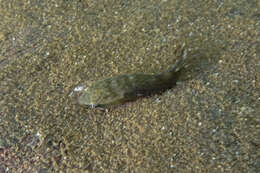 Image of Estuary Clingfish