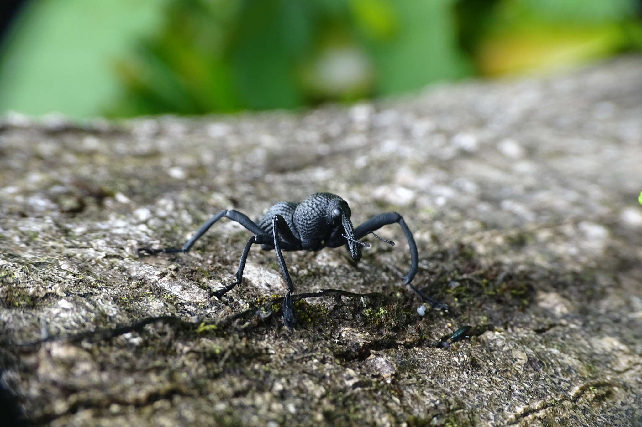 Image of Black tree weevil