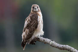 Image of Red-tailed Hawk