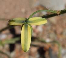 Imagem de Albuca viscosa L. fil.