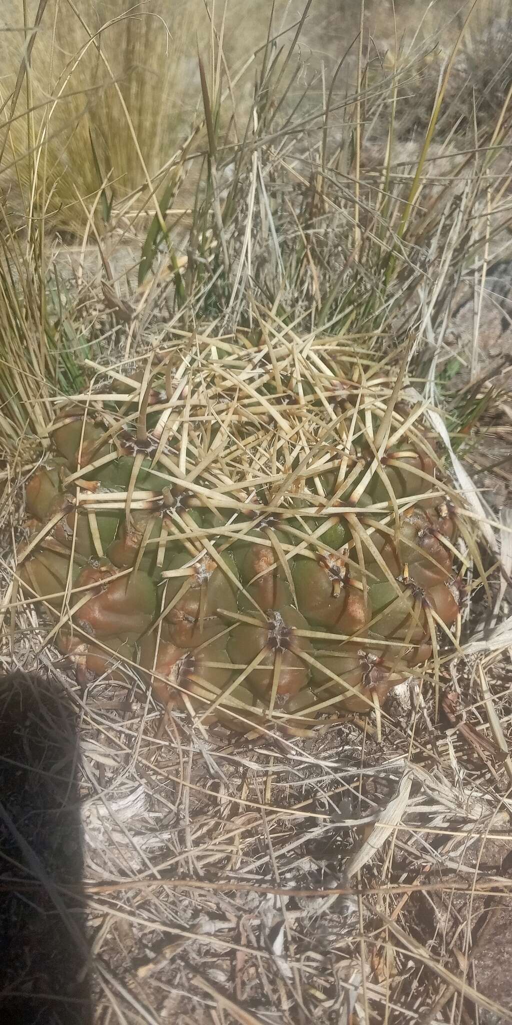 Image of Gymnocalycium monvillei subsp. monvillei