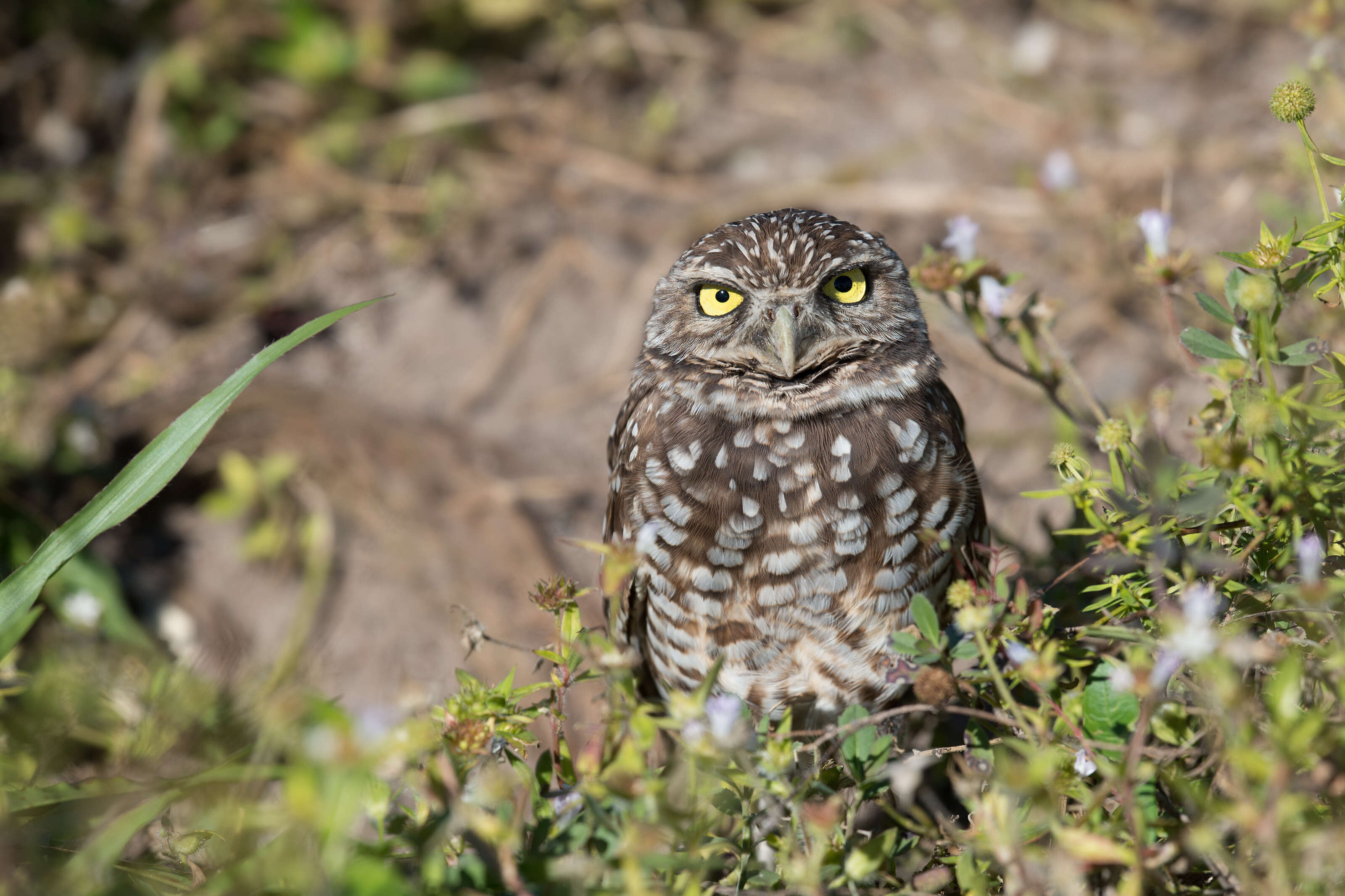 Image of Burrowing Owl