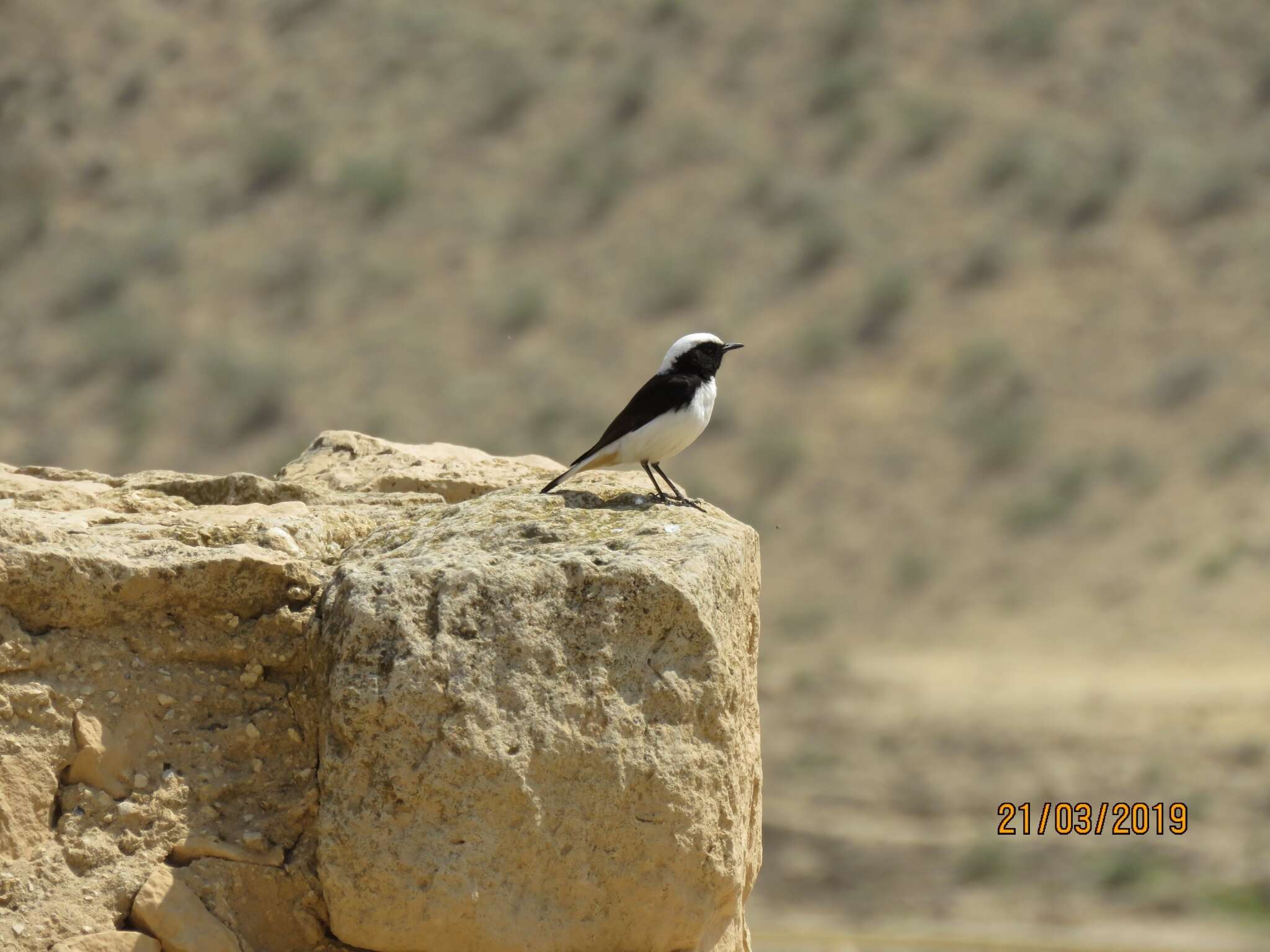 Image of Mourning Wheatear