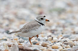 Image of Piping Plover