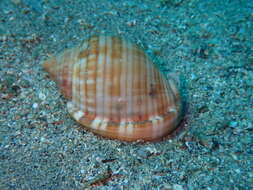 Image of Mediterranean bonnet