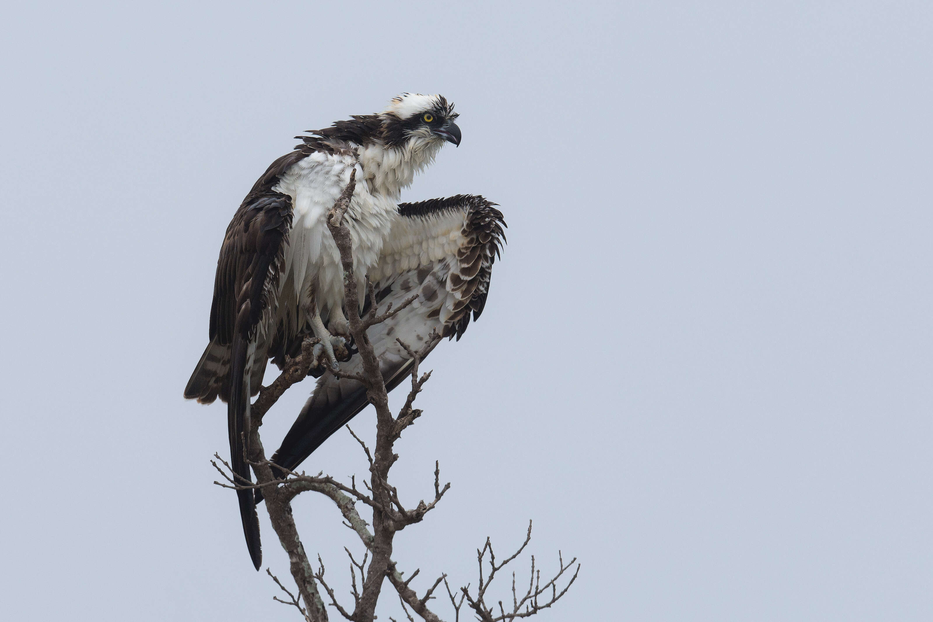 Image of ospreys