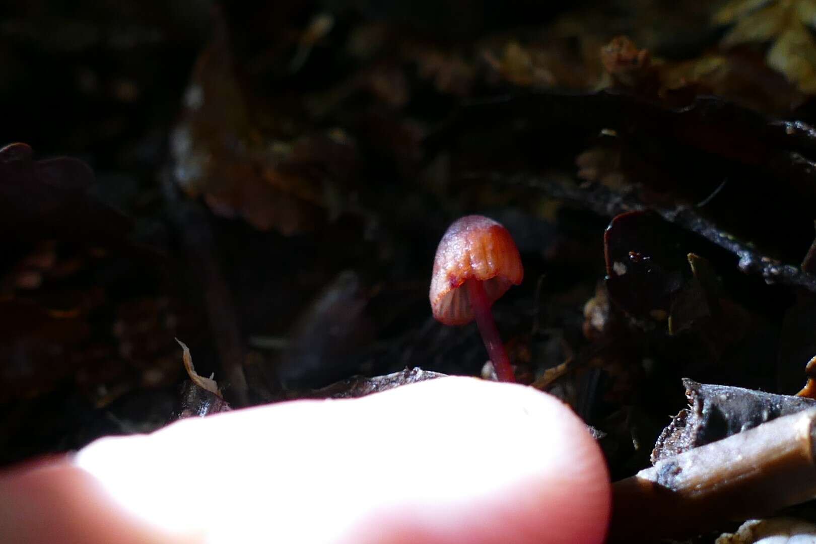 Sivun Mycena ura Segedin 1991 kuva