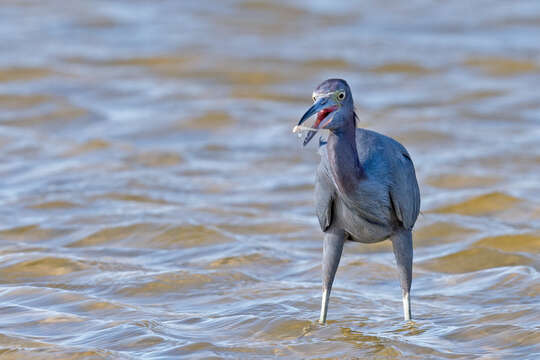 Image of Little Blue Heron