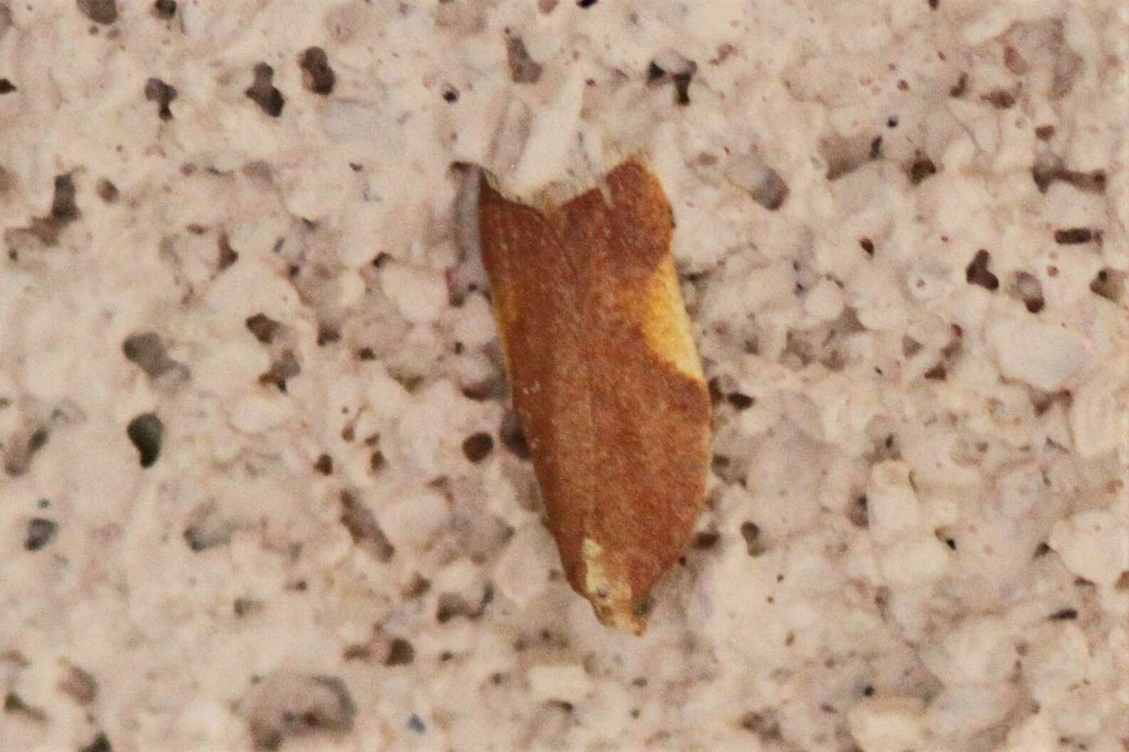 Image of Acleris foliana Walsingham 1879